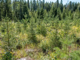 Isosaarentie, Sokoja, Veteli, Metsätilat ja maatilat, Veteli, Tori.fi Isosaarentie, Sokoja, Veteli, Metsätilat ja maatilat, Veteli, Tori.fi
