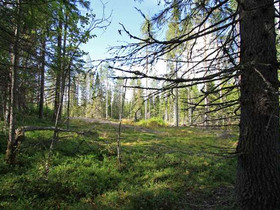 7130m², Teerivaarantie 19, Hyrynsalmi, Tontit, Hyrynsalmi, Tori.fi 7130m², Teerivaarantie 19, Hyrynsalmi, Tontit, Hyrynsalmi, Tori.fi