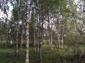Korkiamäentie, Kuortane, Kuortane, Metsätilat ja maatilat, Kuortane, Tori.fi Korkiamäentie, Kuortane, Kuortane, Metsätilat ja maatilat, Kuortane, Tori.fi