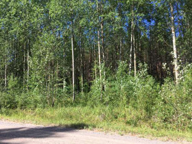 5570m², Liesjärvi Suojoentie tontti 1, Tammela, Tontit, Tammela, Tori.fi 5570m², Liesjärvi Suojoentie tontti 1, Tammela, Tontit, Tammela, Tori.fi