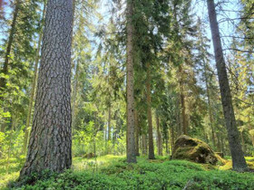 4500m², Pitkätaipaleentie tontti 1, Hämeenlinna, Tontit, Hämeenlinna, Tori.fi 4500m², Pitkätaipaleentie tontti 1, Hämeenlinna, Tontit, Hämeenlinna, Tori.fi