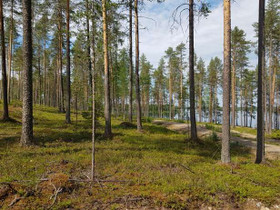 3750m², Jämäs (1/3), Ollilantie Kortteli 1 tontti, Tontit, Kuhmo, Tori.fi 3750m², Jämäs (1/3), Ollilantie Kortteli 1 tontti, Tontit, Kuhmo, Tori.fi