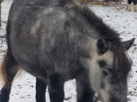 Kimo shettistamma, Hevoset ja ponit, Hevoset ja hevosurheilu, Janakkala, Tori.fi Kimo shettistamma, Hevoset ja ponit, Hevoset ja hevosurheilu, Janakkala, Tori.fi