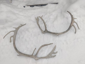 Poron sarvet, Sisustustavarat, Sisustus ja huonekalut, Ylitornio, Tori.fi Poron sarvet, Sisustustavarat, Sisustus ja huonekalut, Ylitornio, Tori.fi