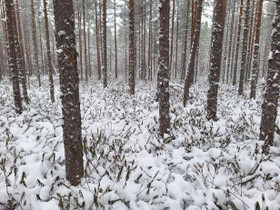 Suokonniementie, Kesälahti, Kitee, Metsätilat ja maatilat, Kitee, Tori.fi Suokonniementie, Kesälahti, Kitee, Metsätilat ja maatilat, Kitee, Tori.fi