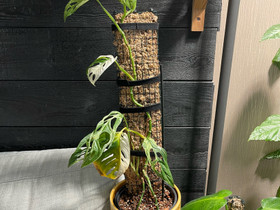 Monstera adansonii var + Indonesian marble, Kasvit ja siemenet, Piha ja puutarha, Helsinki, Tori.fi Monstera adansonii var + Indonesian marble, Kasvit ja siemenet, Piha ja puutarha, Helsinki, Tori.fi
