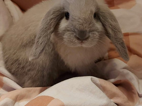 Kaksi kääpiökania tarvikkeineen, Muut eläimet, Lemmikkieläimet, Oulainen, Tori.fi Kaksi kääpiökania tarvikkeineen, Muut eläimet, Lemmikkieläimet, Oulainen, Tori.fi