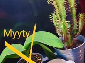 Upea Pylvästyräkki, Kasvit ja siemenet, Piha ja puutarha, Vantaa, Tori.fi Upea Pylvästyräkki, Kasvit ja siemenet, Piha ja puutarha, Vantaa, Tori.fi