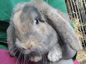 Ranskanluppa, Muut eläimet, Lemmikkieläimet, Hollola, Tori.fi Ranskanluppa, Muut eläimet, Lemmikkieläimet, Hollola, Tori.fi