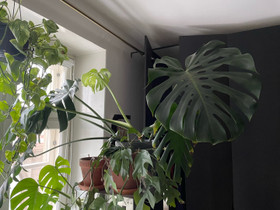 Isokokoinen monstera deliciosa, Kasvit ja siemenet, Piha ja puutarha, Helsinki, Tori.fi Isokokoinen monstera deliciosa, Kasvit ja siemenet, Piha ja puutarha, Helsinki, Tori.fi