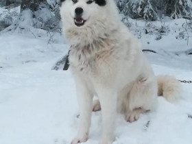 Komea uros, Koirat, Lemmikkieläimet, Vöyri, Tori.fi Komea uros, Koirat, Lemmikkieläimet, Vöyri, Tori.fi