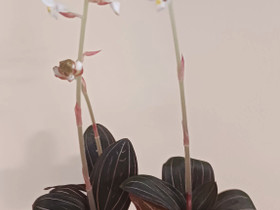 Ludisia discolor, Kasvit ja siemenet, Piha ja puutarha, Helsinki, Tori.fi Ludisia discolor, Kasvit ja siemenet, Piha ja puutarha, Helsinki, Tori.fi