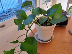 Kultaköynnös // Pothos, Kasvit ja siemenet, Piha ja puutarha, Vantaa, Tori.fi Kultaköynnös // Pothos, Kasvit ja siemenet, Piha ja puutarha, Vantaa, Tori.fi