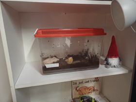 Iredalei kotilo, Muut eläimet, Lemmikkieläimet, Kitee, Tori.fi Iredalei kotilo, Muut eläimet, Lemmikkieläimet, Kitee, Tori.fi