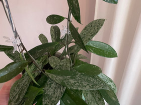 Hoya pubicalyx (splash), Kasvit ja siemenet, Piha ja puutarha, Helsinki, Tori.fi Hoya pubicalyx (splash), Kasvit ja siemenet, Piha ja puutarha, Helsinki, Tori.fi