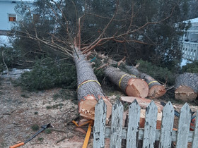 Tonttihakkuut, metsätyöt ja polttopuut, Palvelut, Joensuu, Tori.fi Tonttihakkuut, metsätyöt ja polttopuut, Palvelut, Joensuu, Tori.fi