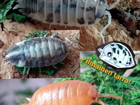 Porcellio laevis Panda/ Orange/ Milkback, Muut elimet, Lemmikkielimet, Kerava, Tori.fi