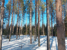 Särkisentie 429, Suonenjoki, Metsätilat ja maatilat, Suonenjoki, Tori.fi Särkisentie 429, Suonenjoki, Metsätilat ja maatilat, Suonenjoki, Tori.fi