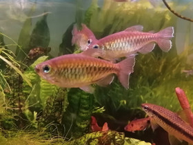4 kongontetraa (varattu), Kalat ja akvaariot, Lemmikkieläimet, Ruokolahti, Tori.fi 4 kongontetraa (varattu), Kalat ja akvaariot, Lemmikkieläimet, Ruokolahti, Tori.fi