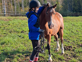 Perheelle harrastus poni/hevonen, Hevoset ja ponit, Hevoset ja hevosurheilu, Juuka, Tori.fi Perheelle harrastus poni/hevonen, Hevoset ja ponit, Hevoset ja hevosurheilu, Juuka, Tori.fi