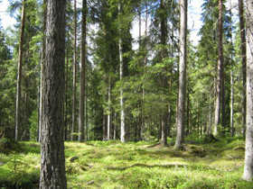 Särkkä, Vähäperä, Loimaa, Metsätilat ja maatilat, Loimaa, Tori.fi Särkkä, Vähäperä, Loimaa, Metsätilat ja maatilat, Loimaa, Tori.fi