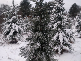 Joulukuusia, Muu piha ja puutarha, Piha ja puutarha, Tampere, Tori.fi Joulukuusia, Muu piha ja puutarha, Piha ja puutarha, Tampere, Tori.fi
