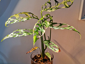 Monstera obliqua peru, Kasvit ja siemenet, Piha ja puutarha, Ikaalinen, Tori.fi Monstera obliqua peru, Kasvit ja siemenet, Piha ja puutarha, Ikaalinen, Tori.fi