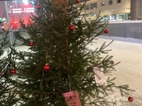 Joulukuusi