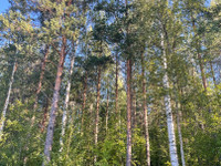 O:Metsätila Etelä-Karjala
