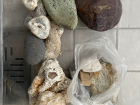 Kivi ja simpukankuoria