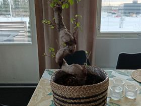 Varjoviikuna / bonsai puu ruukulla, Kasvit ja siemenet, Piha ja puutarha, Kaarina, Tori.fi