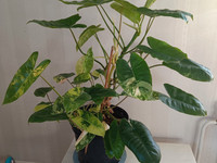 Philodendron burle marx variegata pistokkaita