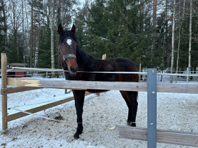 Oripoika Moonshine Boy, Hevoset ja ponit, Hevoset ja hevosurheilu, Kouvola, Tori.fi