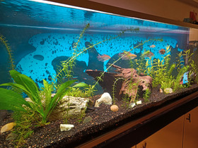 Akvaario 370 litraa, Kalat ja akvaariot, Lemmikkieläimet, Imatra, Tori.fi