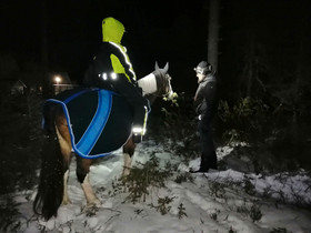 Poni tai pieni hevonen, säkä 130-150 cm, Hevoset ja ponit, Hevoset ja hevosurheilu, Kajaani, Tori.fi