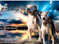 Myydään Amerikan bulldog pentuja
