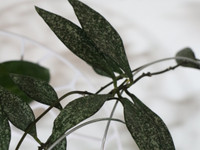 Hoya parviflora splash