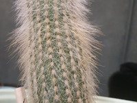 Old man cactus kasvi