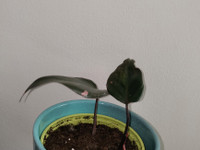Philodendron pink princess