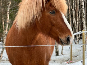 Karsina, Talli, Muut hevostarvikkeet, Hevoset ja hevosurheilu, Tornio, Tori.fi