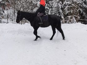 Lv ruuna 9v, Hevoset ja ponit, Hevoset ja hevosurheilu, Muurame, Tori.fi