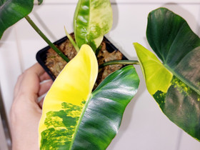 Philodendron Burle Marx variegata, Kasvit ja siemenet, Piha ja puutarha, Helsinki, Tori.fi