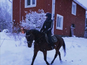 Lv tamma, Hevoset ja ponit, Hevoset ja hevosurheilu, Siilinjrvi, Tori.fi