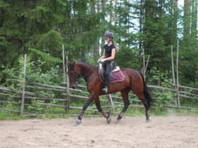 11v ratsu tamma, Hevoset ja ponit, Hevoset ja hevosurheilu, Perho, Tori.fi