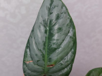 Philodendron sodiroi