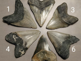 Jttihai megalodonin hammasfossiileja, en 1 jljell, Antiikki ja taide, Sisustus ja huonekalut, Imatra, Tori.fi