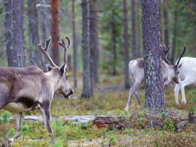 1H, Kemijrventie 273 B 6, Kuusamo, Mkit ja loma-asunnot, Kuusamo, Tori.fi