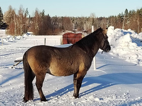 Konik ruuna osaavaan kotiin, Hevoset ja ponit, Hevoset ja hevosurheilu, Multia, Tori.fi