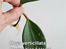 Hoya verticillata ( parasitica " Heart leaves " ), Ruukut, kivet ja koristeet, Piha ja puutarha, Kuopio, Tori.fi