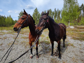 etsinnss yllpitohevonen, Hevoset ja ponit, Hevoset ja hevosurheilu, Siilinjrvi, Tori.fi